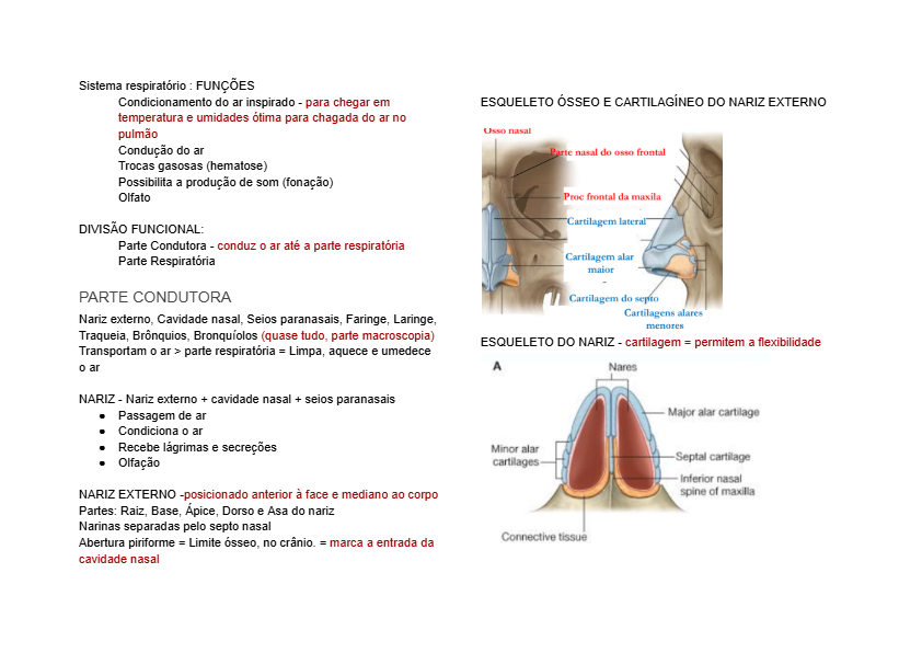 Sistema respiratório