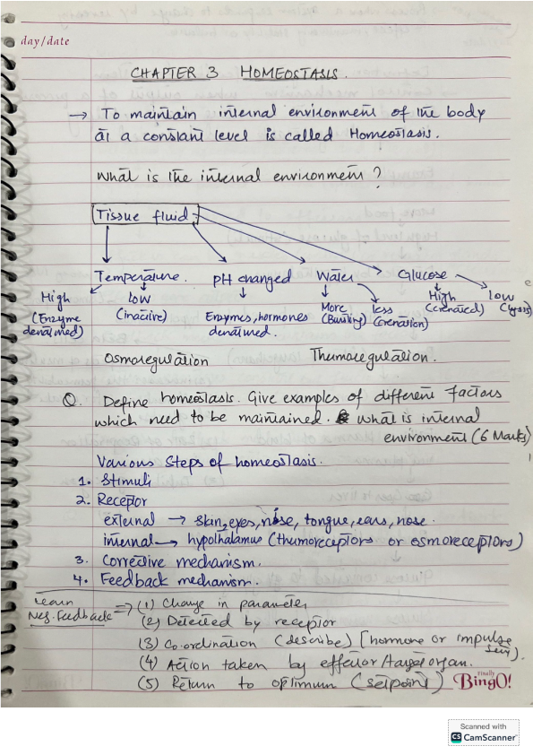 A level Biology Homeostasis