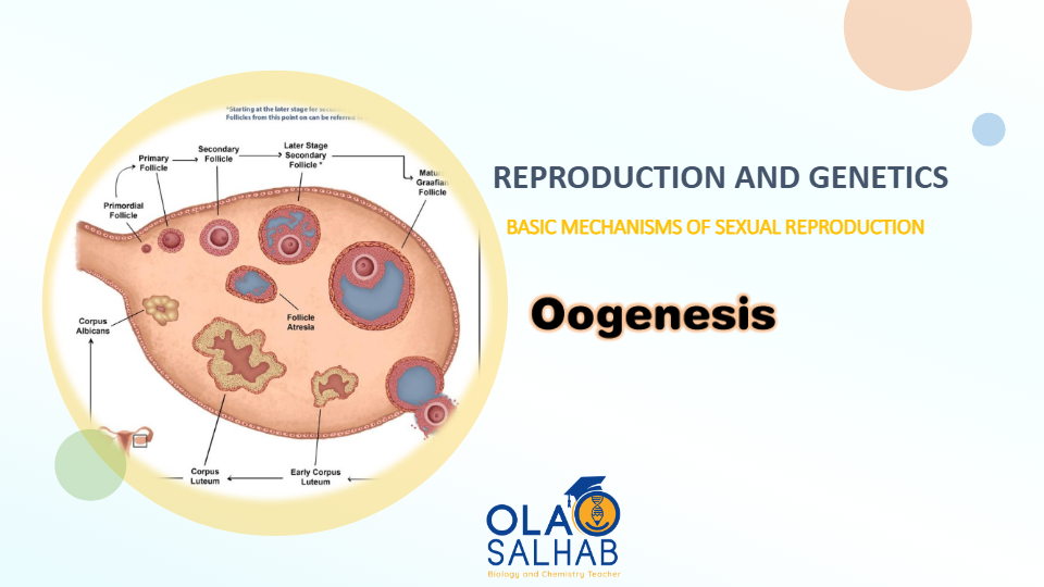 Oogenesis and Folliculogenesis