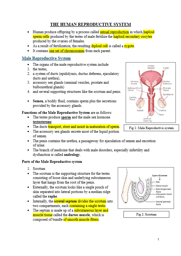 The Human Reproductive System