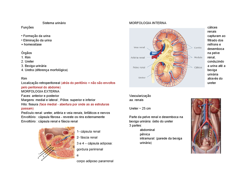 Sistema urinário masculino e feminino