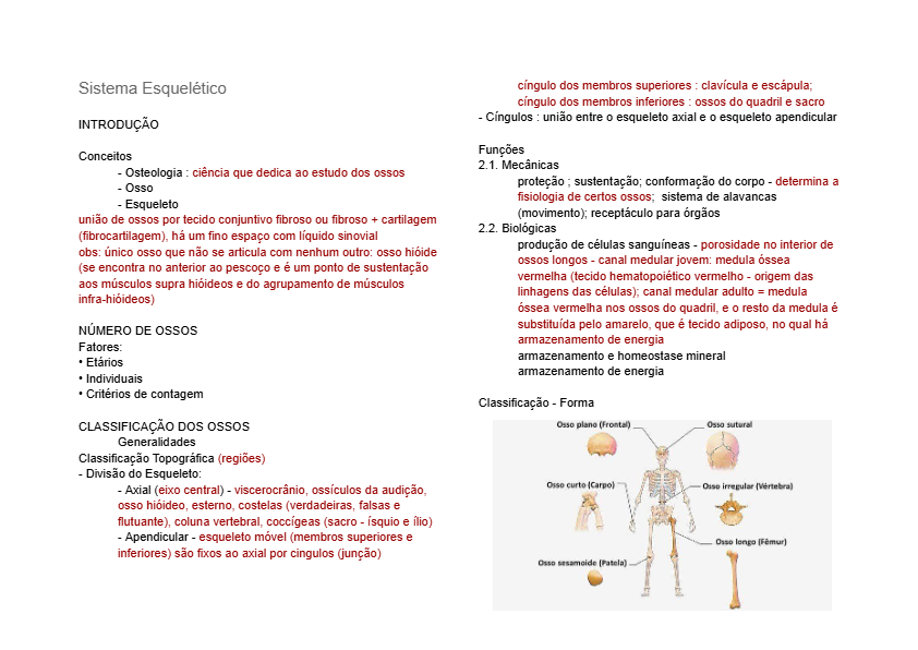 Sistema esquelético